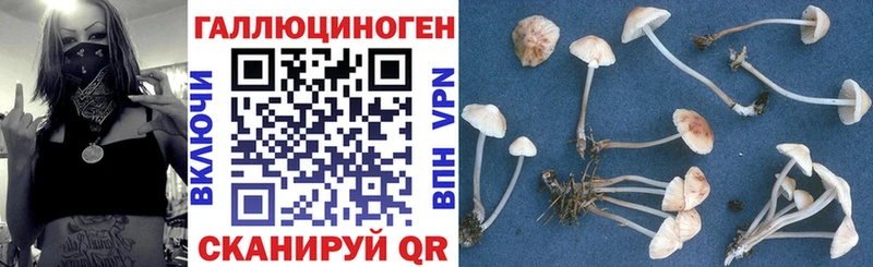 Галлюциногенные грибы Psilocybine cubensis  Асино 